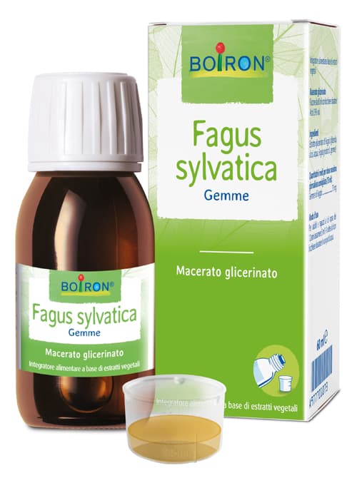 Fagus sylvatica mg 60ml int