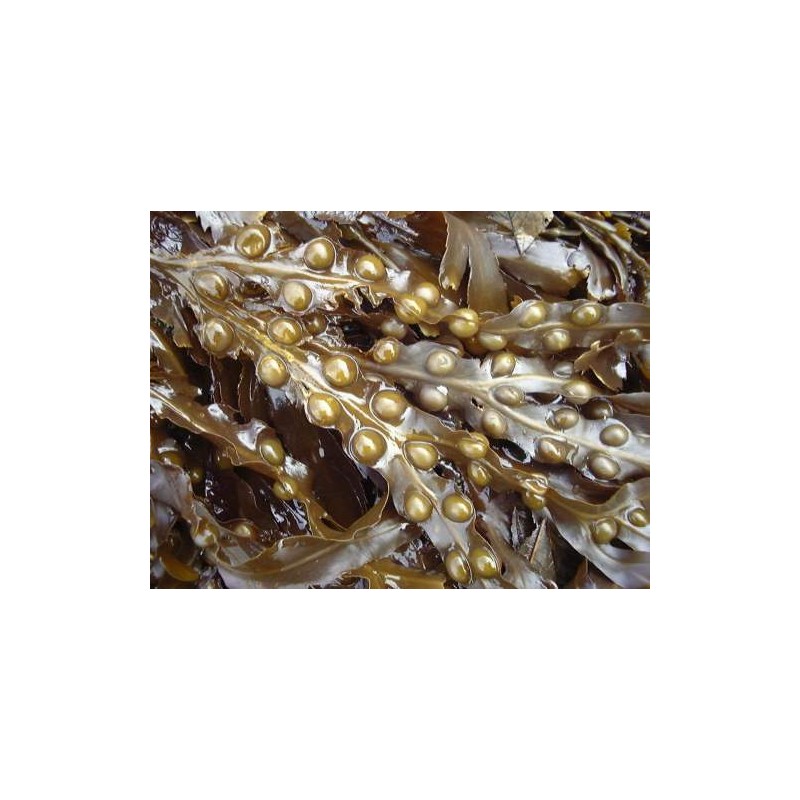 TSA FUCUS VESICULOS 50ML