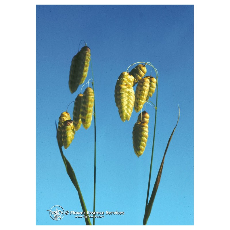Quaking Grass Ess 7,4Ml Calf