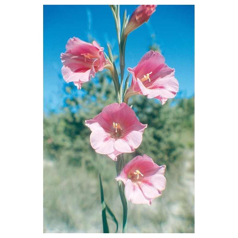 Pink Trumpet Flower 15Ml Aust