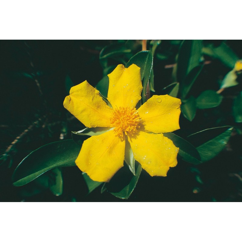 Snake Vine Ess 15Ml Aust