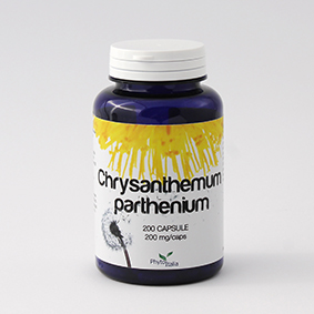 Chrysantemum Parthenium 60Cps