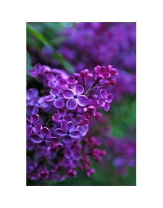 LILAC ESS 7,4ML