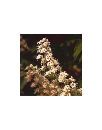 White Chestnut Essenze Korte 15ml