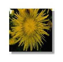 Milk Thistle 15Ml Korte
