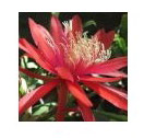 Red Orange Epiphyllum Essenze Deserto Arizona 10ml