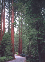 Msa Sequoia Gigantea 50Ml