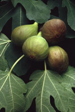 Msa Ficus Carica 50Ml