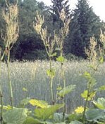 HS110 RABARBARO COMPOSITUM 30G