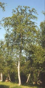 MSA BETULA PUBESCENS 50ML