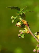 Herboplanet Msa Ribes Nigrum Integratore Antinfiammatorio 50 ml