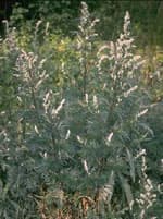 Tsa Artemisia Vulgaris 50ml