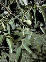 Herboplanet Msa Juglans Regia 50Ml