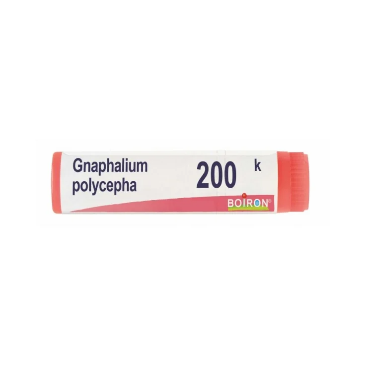 GNAPHALIUM POLYCEPHALUM*200K