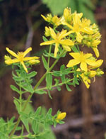 Tsa Hipericum Perforatum 50Ml